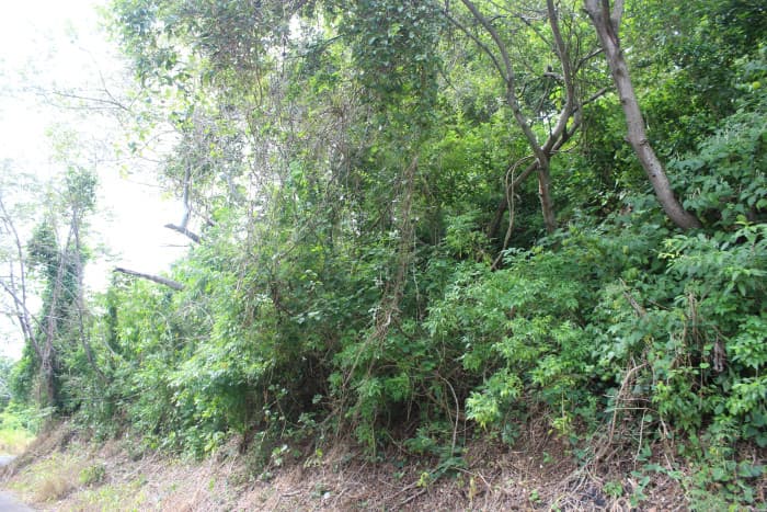 Terreno en venta cerca de Tuscania - foto 3