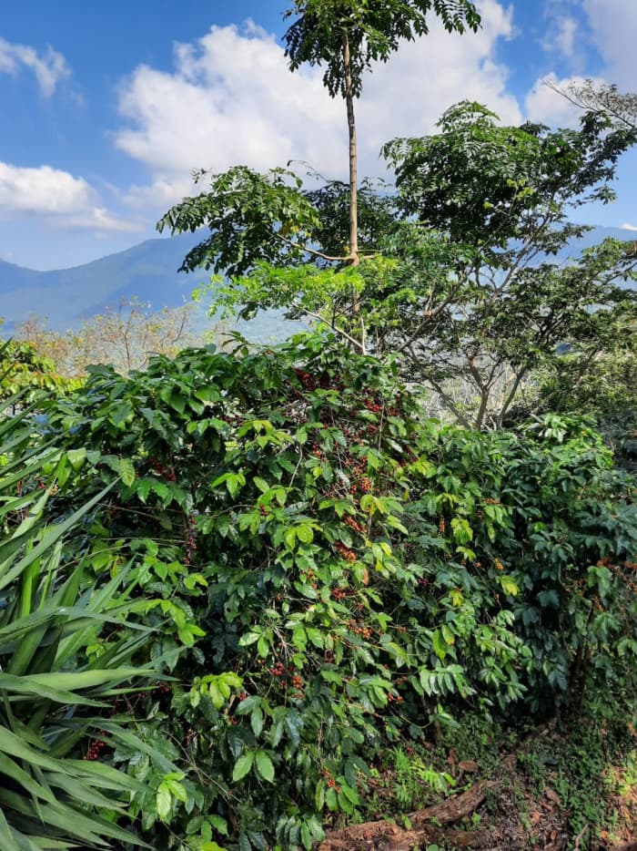 Finca de café en venta de 200 manzanas en Lourdes - foto 8