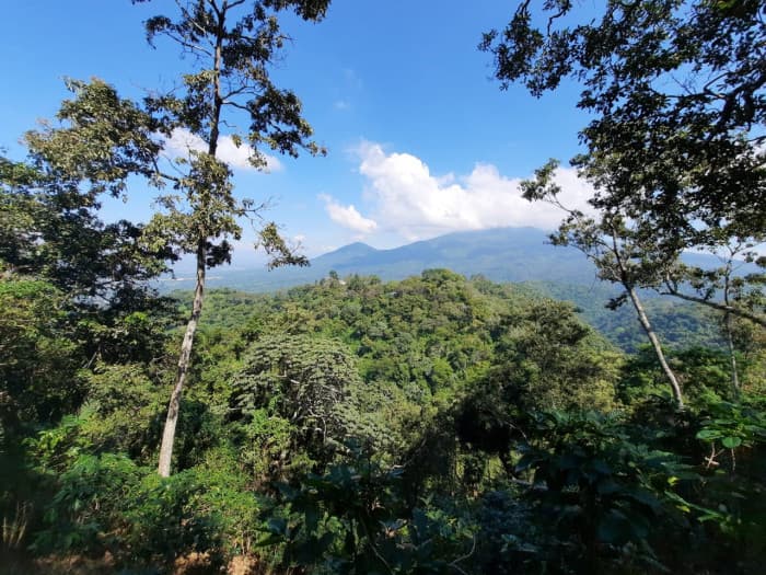 Finca de café en venta de 200 manzanas en Lourdes - foto 10