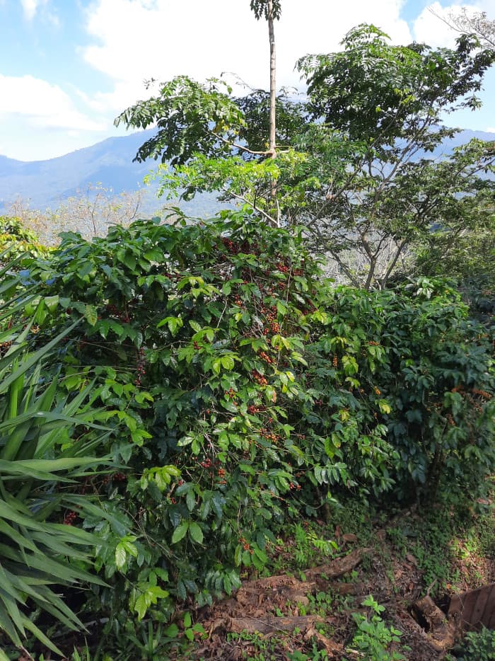Finca de café en venta de 200 manzanas en Lourdes - foto 6