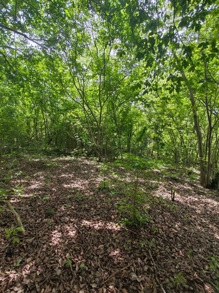 Terreno en venta con vista al mar en playa El Zonte  - foto 4