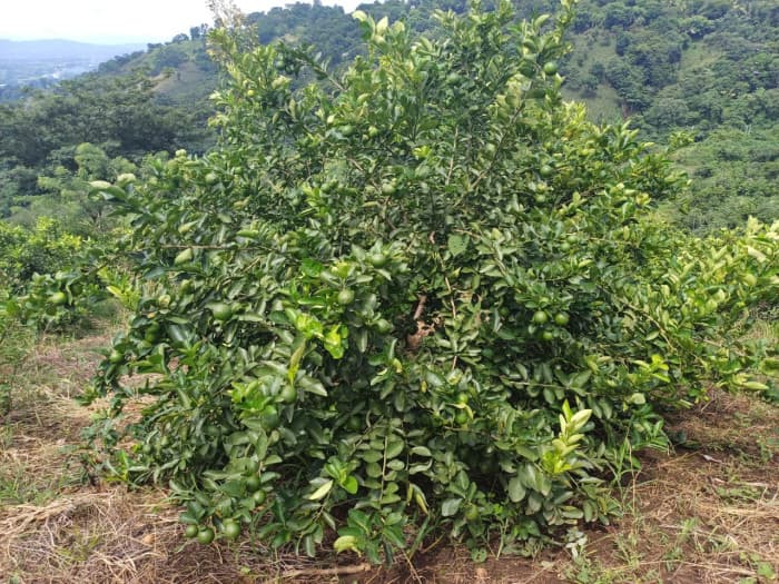 Finca en venta Jayaque La Libertad 53 manzanas - foto 17