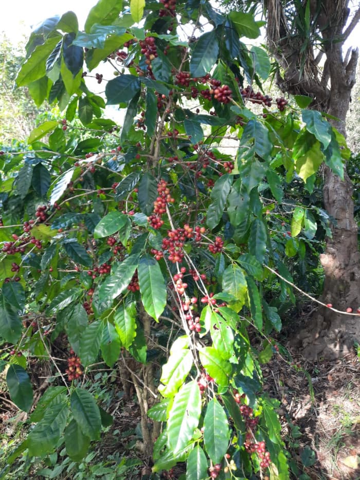 Finca de café en venta de 200 manzanas en Lourdes - foto 5