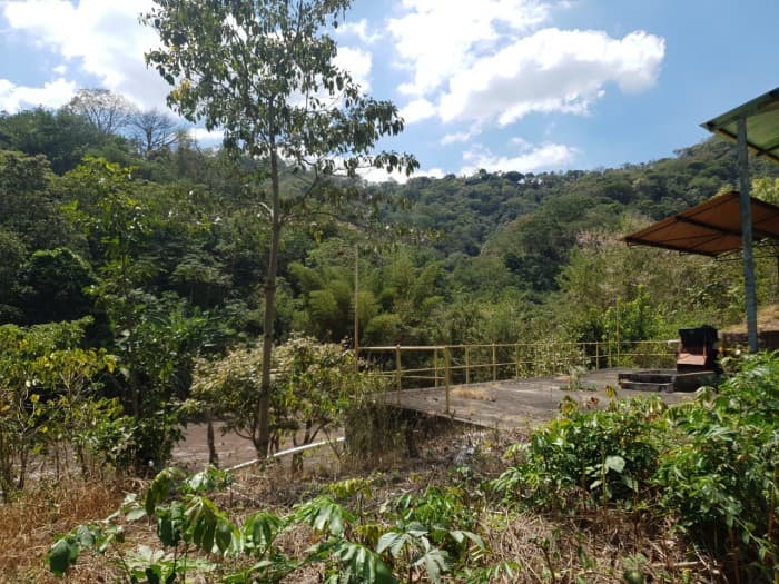Finca cafetalera en venta sobre carretera Los Chorros - foto 5