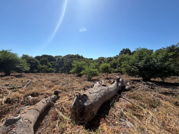 Terreno comercial en venta en Jicalapa La Libertad - foto 5