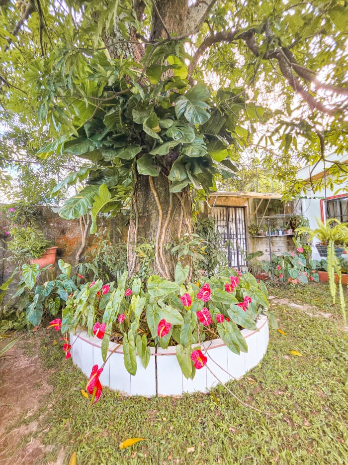 Hermosa casa tipo Quinta en Los Planes de Renderos - foto 7