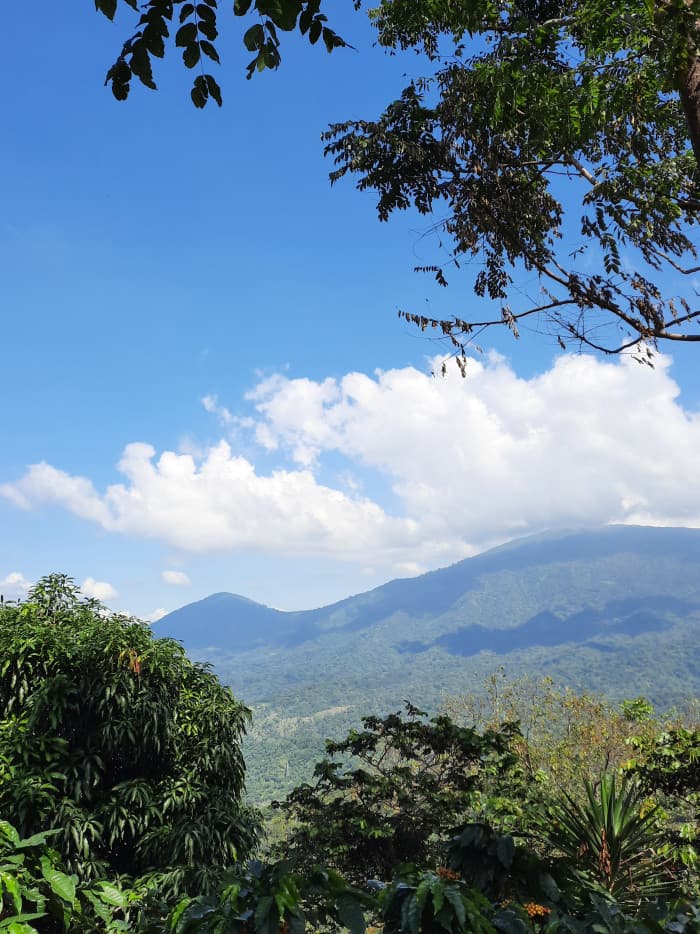 Finca de café en venta de 200 manzanas en Lourdes - foto 7