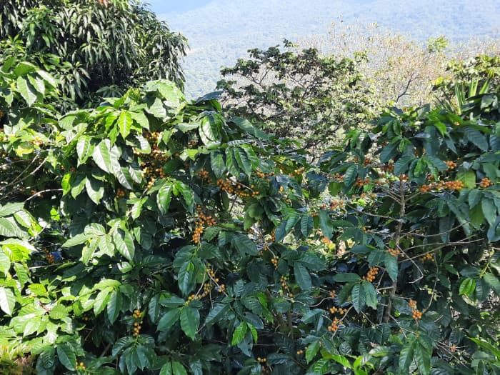 Finca de café en venta de 200 manzanas en Lourdes - foto 4