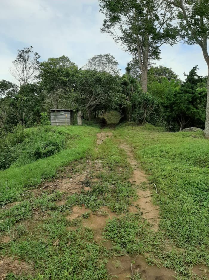 Finca cafetalera en venta de 86 manzanas en Tepecoyo - foto 3