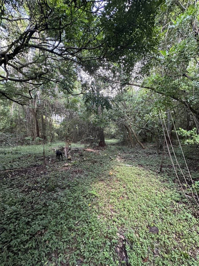 Lotes en venta en Isla Madresal Bahía de Jiquilisco - foto 6
