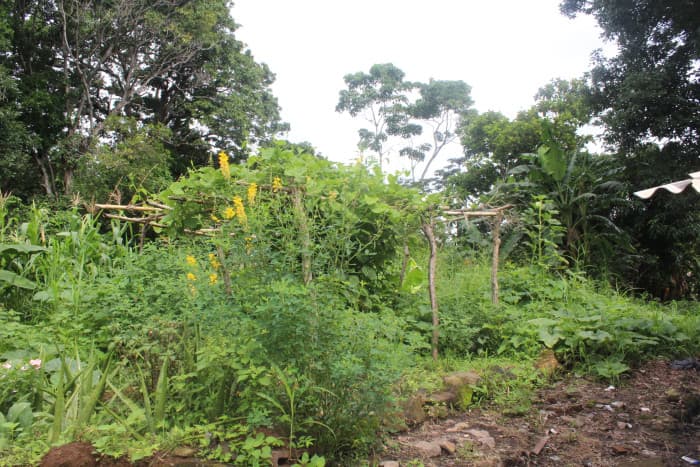 Terreno en venta cerca de Tuscania - foto 10