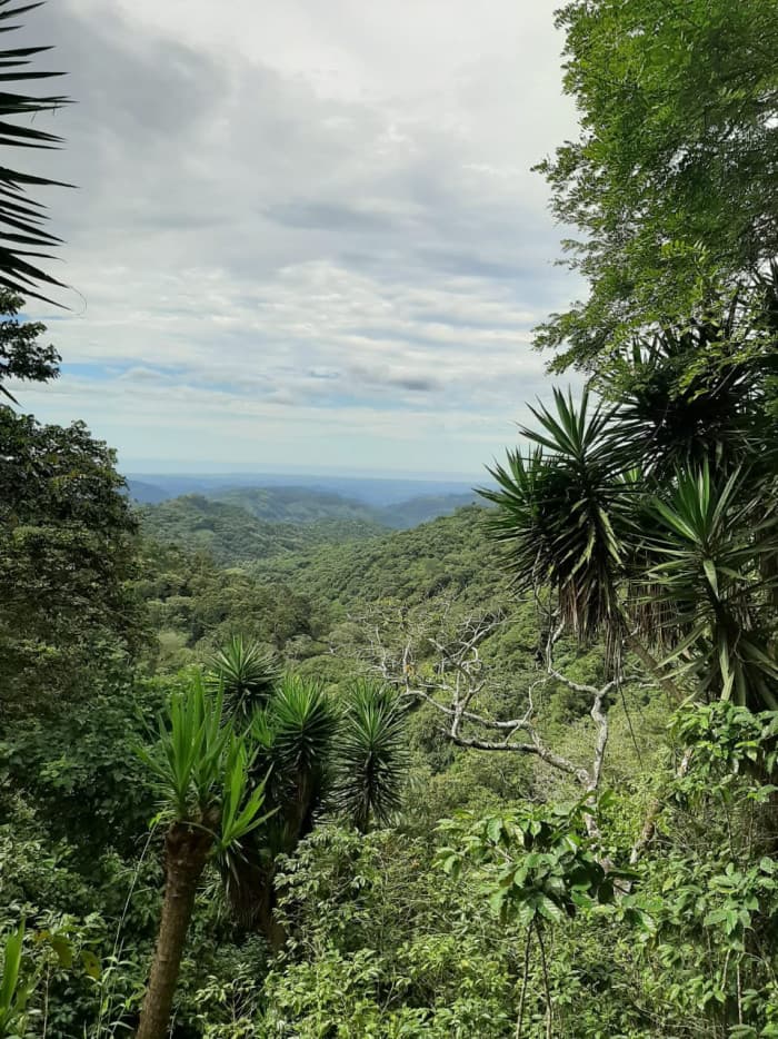 Finca cafetalera en venta de 86 manzanas en Tepecoyo - foto 5