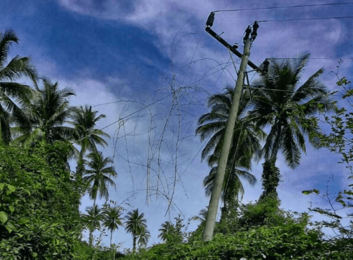 Propiedad de 5 manzanas en primera fila Isla Madresal  - foto 6
