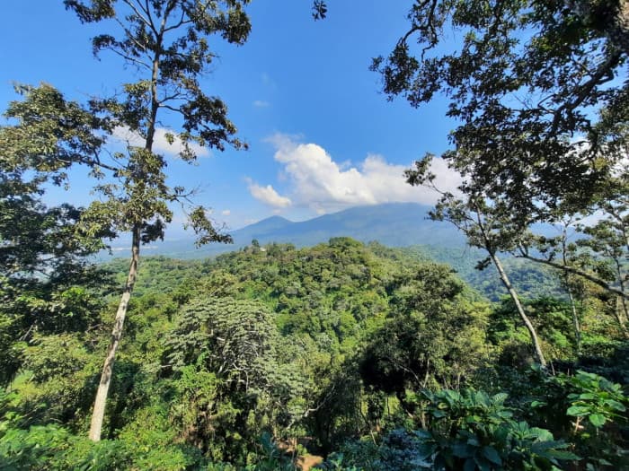 Finca de café en venta de 200 manzanas en Lourdes - foto 9