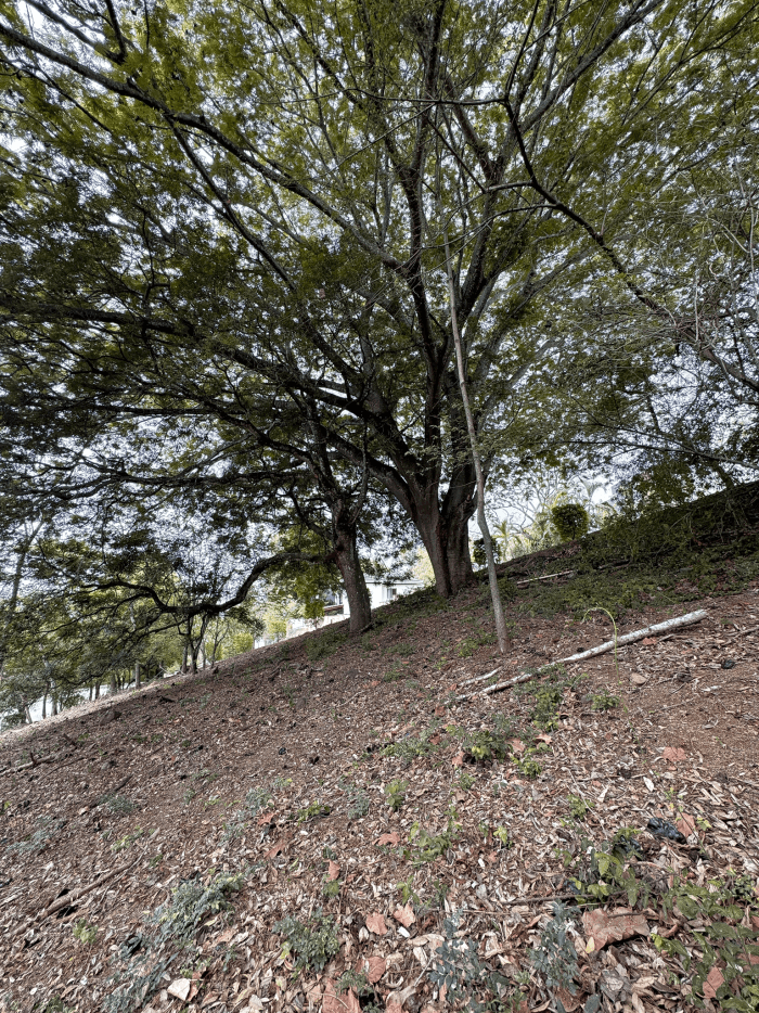 Terreno Las Luces de esquina a precio de ganga 1815 vrs - foto 4