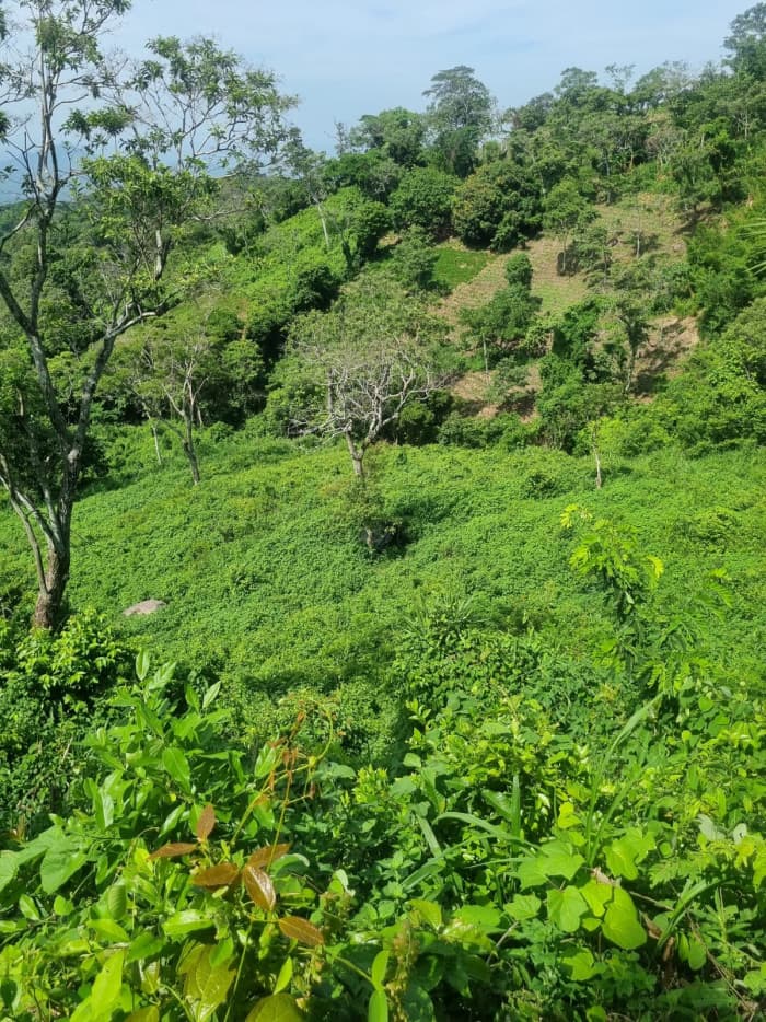 Terreno en venta carretera Panorámica La Paz - foto 7