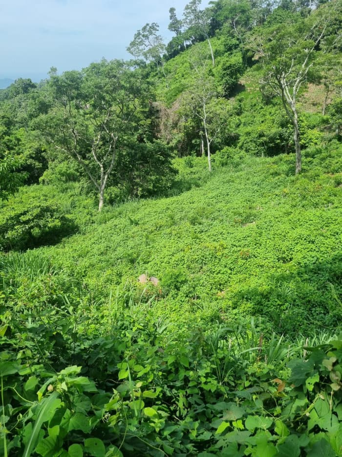 Terreno en venta carretera Panorámica La Paz - foto 6