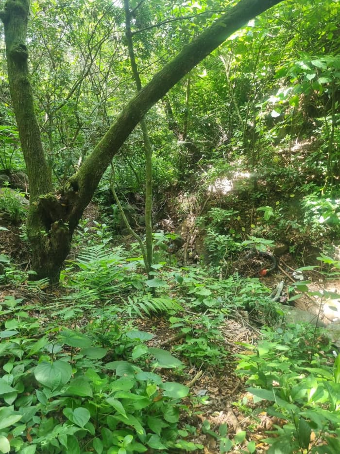 Terreno en venta carretera Panorámica La Paz - foto 4